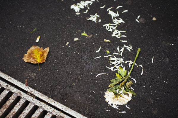 Trasiga blommor på asfalten